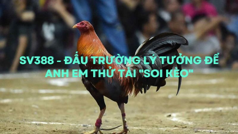 Sv388 - Đấu trường lý tưởng để anh em thử tài "soi kèo"