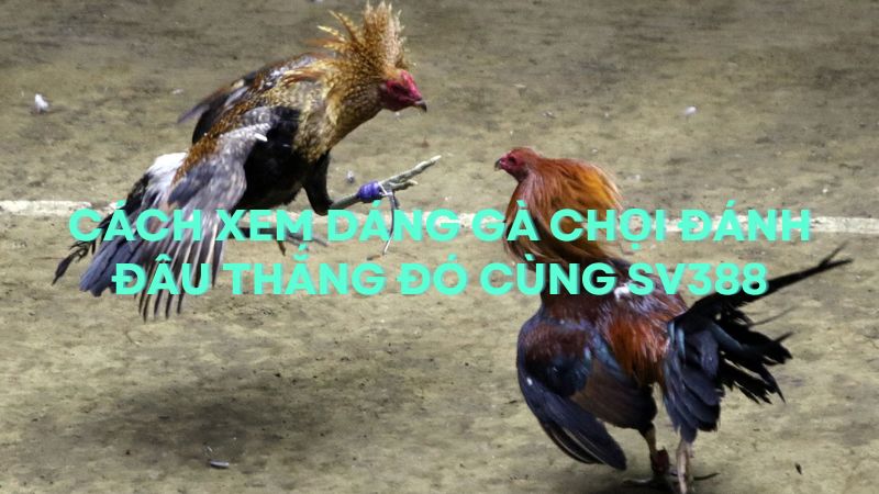Cách Xem Dáng Gà Chọi Đánh Đâu Thắng Đó Cùng SV388