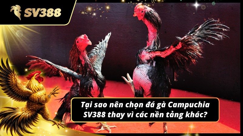 Lý do nên chọn chơi đá gà Campuchia SV388 thay vì các nơi khác
