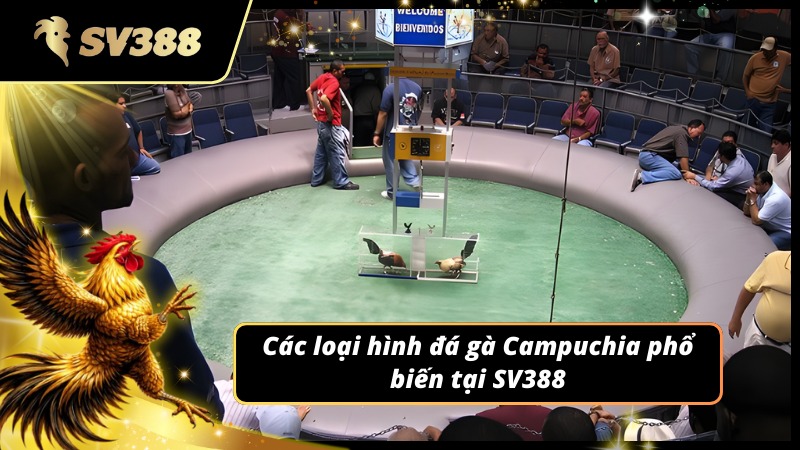 Các loại hình đá gà Campuchia SV388 phổ biến nhất