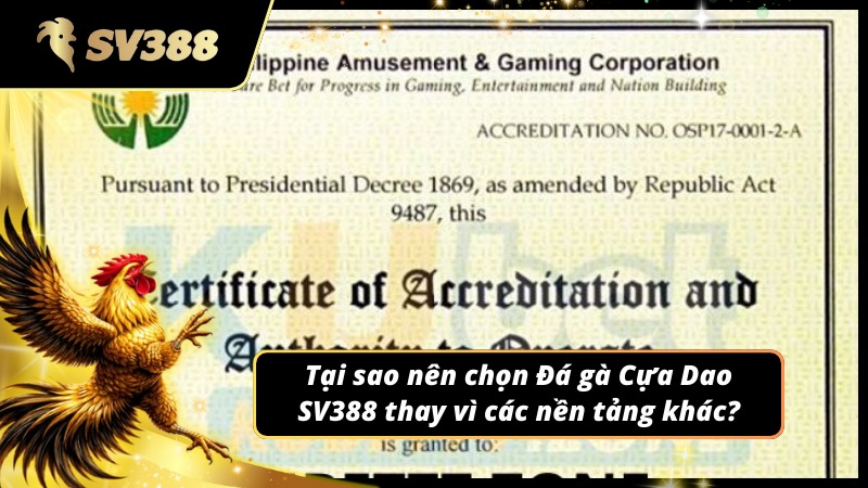 Lý do nên chọn chơi đá gà Cựa Dao SV388