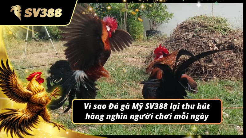 Lý do Đá gà Mỹ SV388 lại thu hút được nhiều người chơi