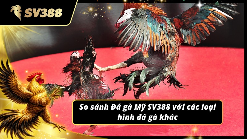 So sánh Đá gà Mỹ SV388 với các loại hình đá gà khác