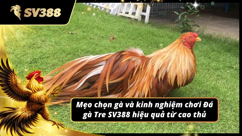 Mẹo chọn Đá gà Tre SV388 từ các cao thủ