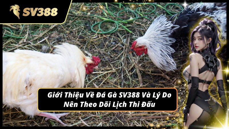 Giới thiệu tổng quan về đá gà và lịch đá gà SV388